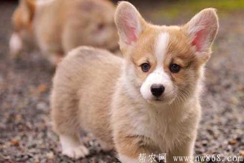 柯基犬多少錢一只|柯基犬的性格特點