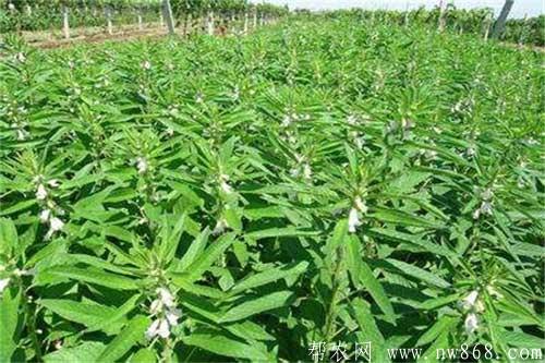 芝麻缺少元素的癥狀和補救方法