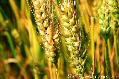 大麥種植過程中需要注意哪些問題