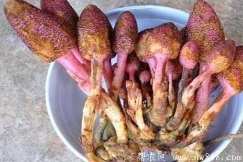 回春草的功效與作用是什么？回春草怎么用最好？
