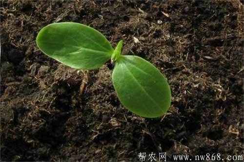 黃瓜種植和栽培有哪些技術要點