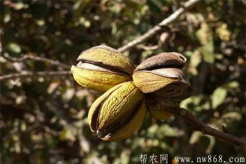 巴旦木是什么？怎樣種植巴旦木？