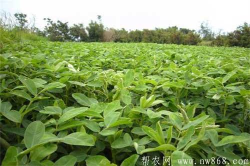 怎樣種植花生才能獲得高產(chǎn)