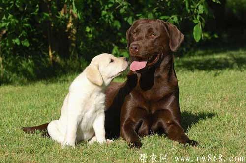 拉布拉多和金毛有哪些區別？怎樣才能養好拉布拉多犬？