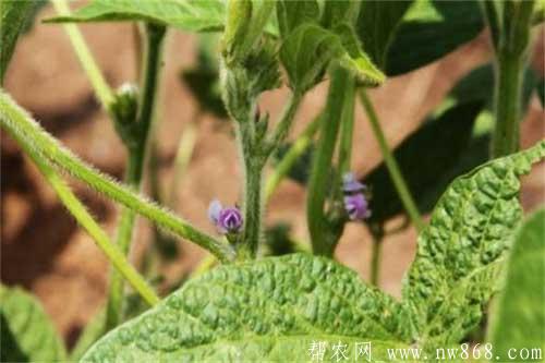 大豆進入開花后如何管理