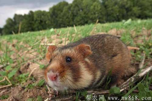 倉(cāng)鼠怎么養(yǎng)殖容易成活？倉(cāng)鼠吃什么食物？