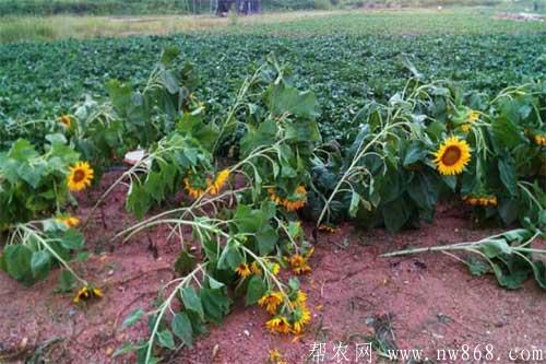 向日葵出現倒伏應該如何防治