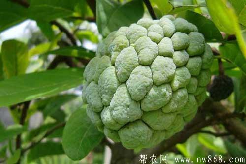 釋迦果怎么吃比較好|釋迦果的功效與禁忌