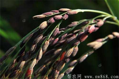 黑米播種育苗、移栽以及施肥技術