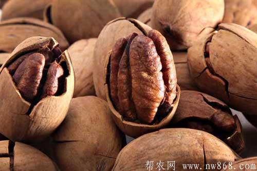 碧根果價值及碧根果圖片欣賞