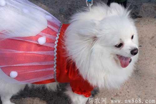 博美犬好養嗎|博美犬圖片欣賞