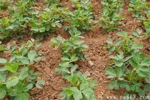 花生種植出現(xiàn)低產(chǎn)的原因是什么？