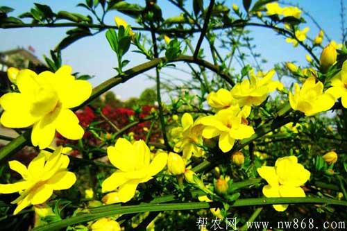 迎春花什么時候開|迎春花的繁殖方法