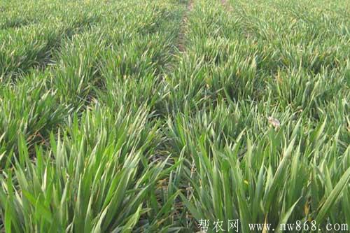 冬小麥返青期的田間管理措施