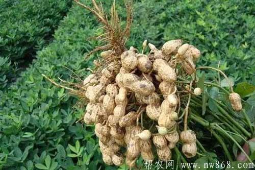 花生種植經驗——花生什么時候成熟以及花生成熟的標志