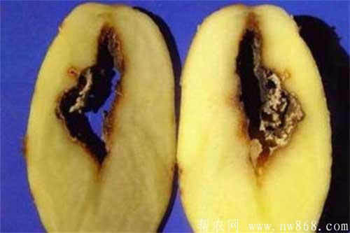 種植馬鈴薯出現(xiàn)空心的原因及防治措施