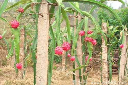 火龍果是怎樣種植的？種植火龍果需要什么條件？