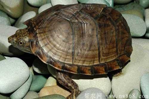 小烏龜應該怎么養？介紹一下小烏龜最好的養殖方法