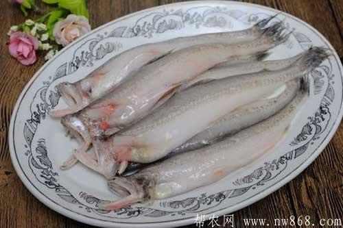 龍頭魚的家常做法大全——值得分享的家常菜 龍頭魚的家常做法大全——值得分享的家常菜