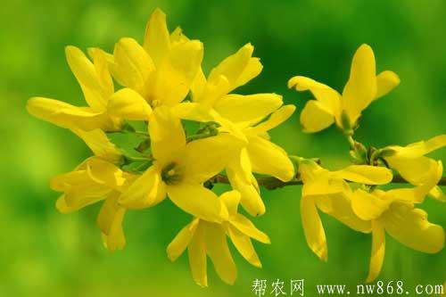 迎春花圖片欣賞|迎春花圖片大全 迎春花圖片欣賞|迎春花圖片大全