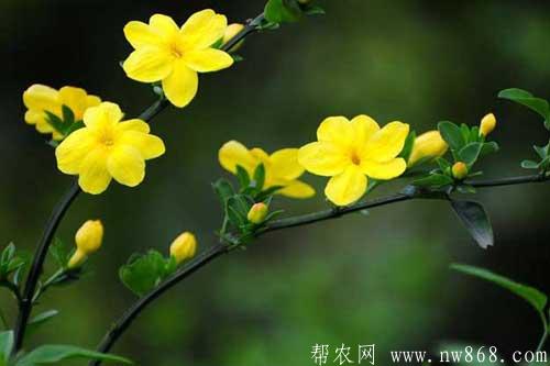 迎春花圖片欣賞|迎春花圖片大全 迎春花圖片欣賞|迎春花圖片大全