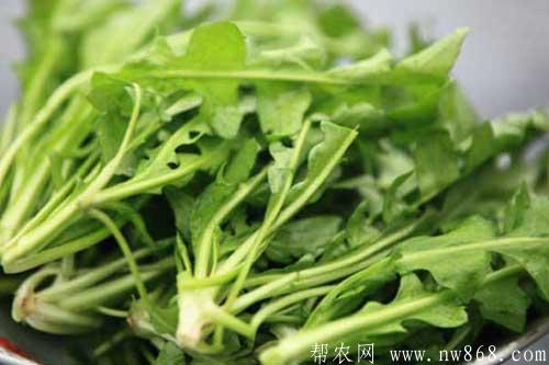 薺菜圖片分享|薺菜營養(yǎng)價值 薺菜圖片分享|薺菜營養(yǎng)價值