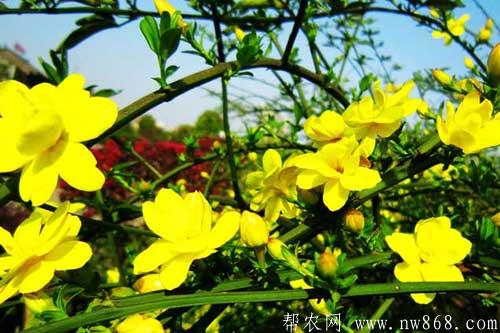 迎春花圖片欣賞|迎春花圖片大全 迎春花圖片欣賞|迎春花圖片大全