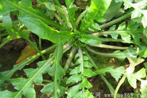 薺菜圖片分享|薺菜營養(yǎng)價值 薺菜圖片分享|薺菜營養(yǎng)價值