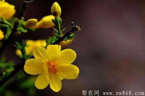 迎春花圖片欣賞|迎春花圖片大全 迎春花圖片欣賞|迎春花圖片大全