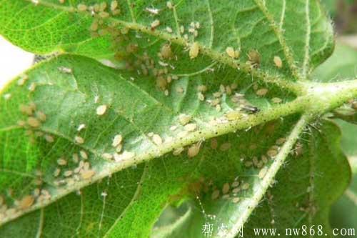 棉花蚜蟲(chóng)為害癥狀及防治措施