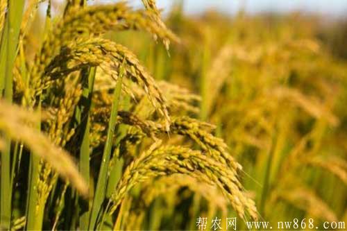 水稻發(fā)生藥害的癥狀以及防治方法