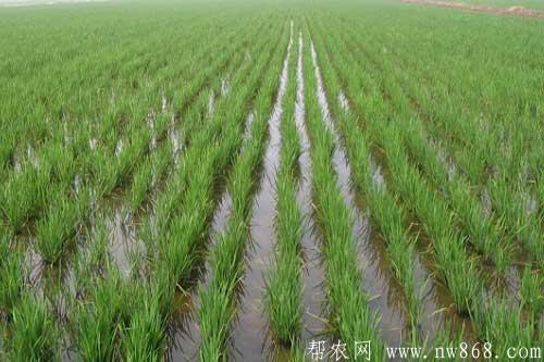 水稻種植如何施肥才能達到高產目的