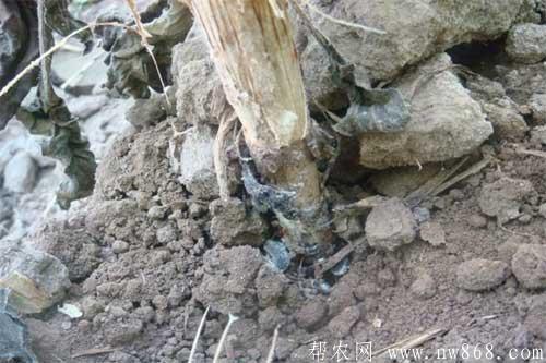 向日葵種植過程中常見病蟲害防治措施