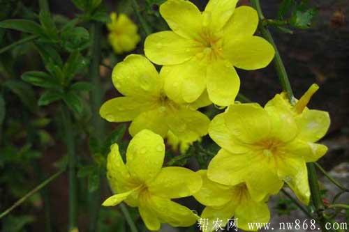 迎春花圖片欣賞|迎春花圖片大全 迎春花圖片欣賞|迎春花圖片大全