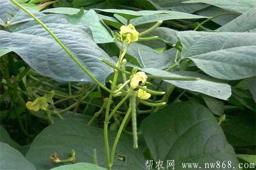 綠豆種植過程中需要注意哪些問題