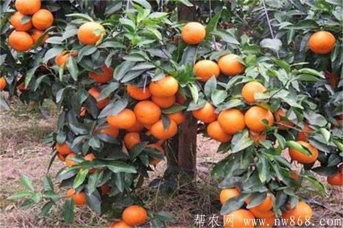 沃柑種植有哪些要求|沃柑是橘子還是橙子