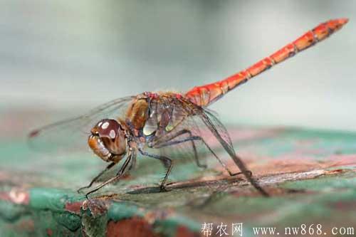 蜻蜓能活多長時間？蜻蜓是益蟲還是害蟲？