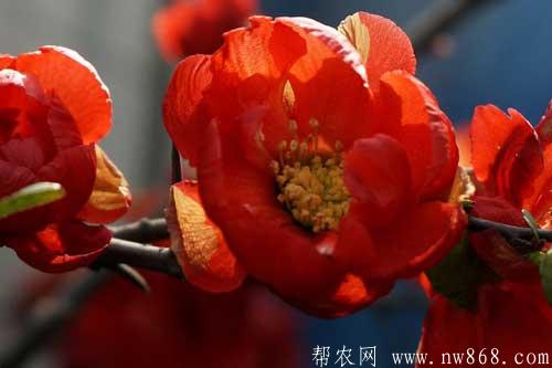 長壽海棠和長壽花有什么區別