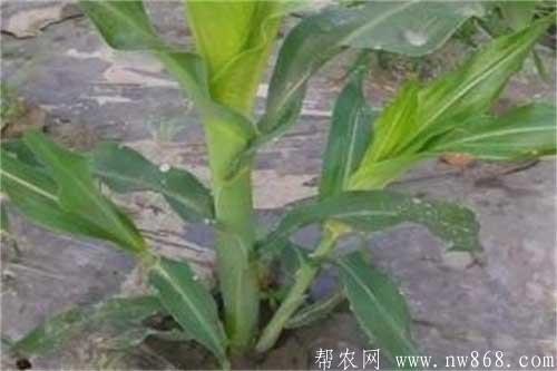 玉米苗期出現分蘗現象怎么辦