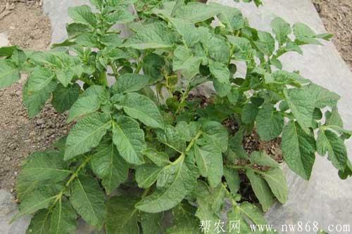 馬鈴薯種植過程中發生葉枯病應該如何防治