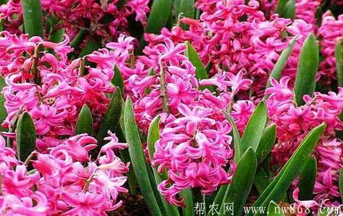 風信子種類介紹及風信子圖片大全