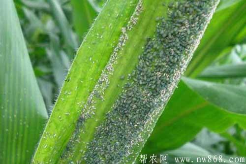 玉米蚜蟲危害特點及防治方法 玉米蚜蟲危害特點及防治方法