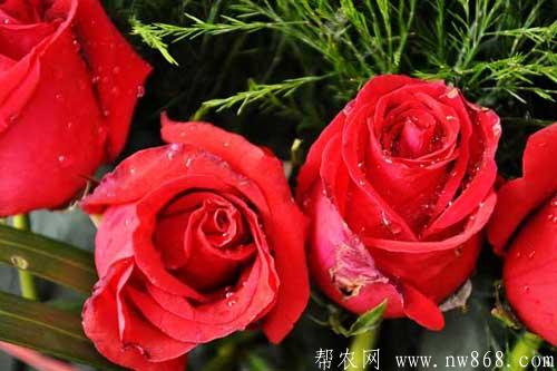 玫瑰花的圖片大全大圖及品種介紹 玫瑰花的圖片大全大圖及品種介紹