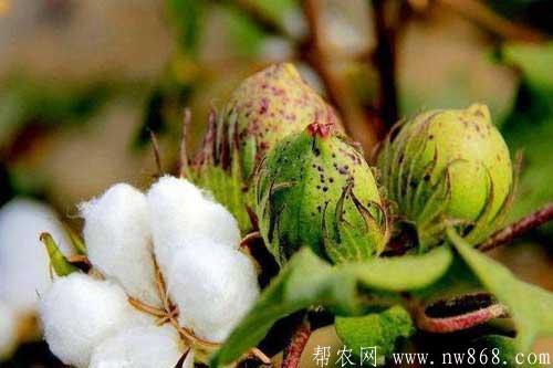 棉花種植過程中發(fā)生棉鈴蟲應(yīng)該怎樣防治 棉花種植過程中發(fā)生棉鈴蟲應(yīng)該怎樣防治