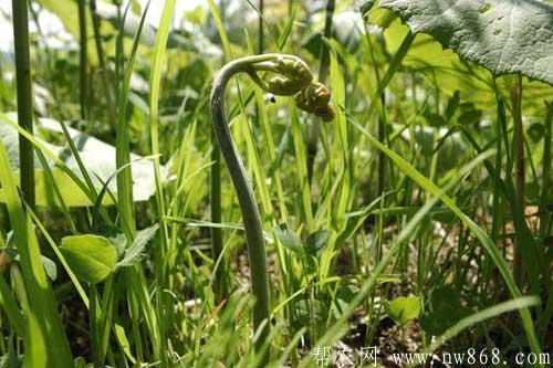 蕨菜的功效與作用有哪些？吃蕨菜需要注意什么問題？