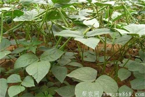 綠豆種植過程中發生輪紋病應該如何防治