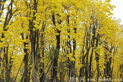 黃花風鈴木栽培技術|黃花風鈴木繁殖方法