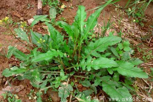 薺菜圖片分享|薺菜營養(yǎng)價值 薺菜圖片分享|薺菜營養(yǎng)價值