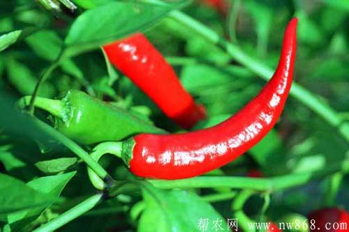 辣椒種植及辣椒種子處理方法 辣椒種植及辣椒種子處理方法