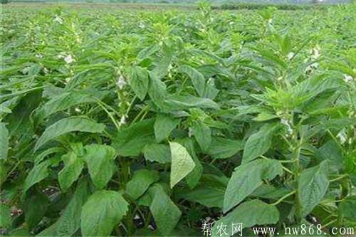 種植芝麻需要哪些條件